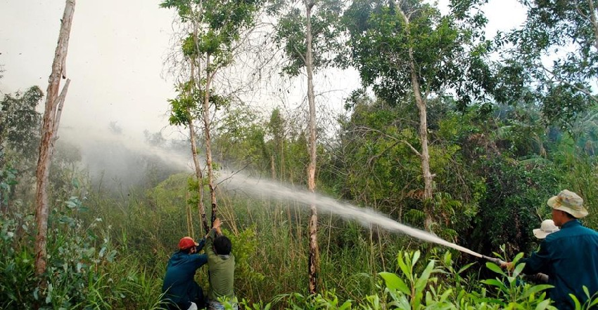 Cà Mau: Rừng tràm U Minh Hạ nguy cơ cháy mức cực kỳ nguy hiểm